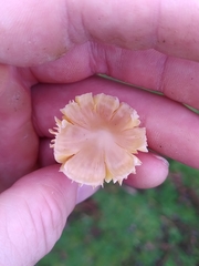 Hygrocybe quieta