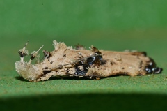 Tonica effractella