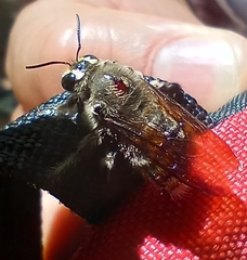 Xylocopa artifex