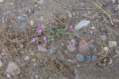 Astragalus stenoceras