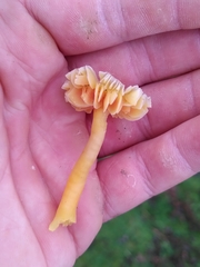 Hygrocybe quieta