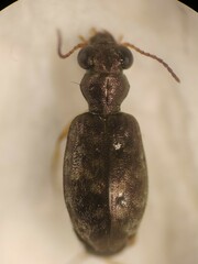 Asaphidion flavipes