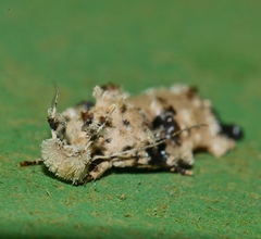Tonica effractella