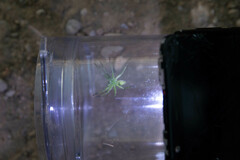 Micrommata virescens