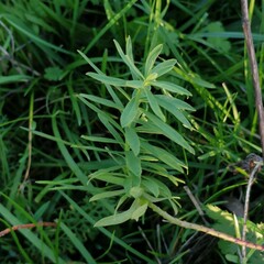 Euphorbia esula