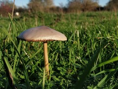 Volvopluteus gloiocephalus