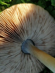 Volvopluteus gloiocephalus
