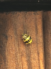 Psyllobora variegata