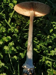 Volvopluteus gloiocephalus