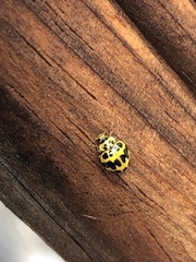 Psyllobora variegata