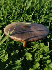 Volvopluteus gloiocephalus