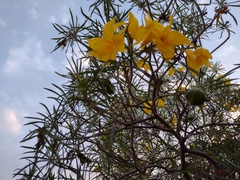 Cascabela thevetioides