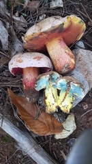Rubroboletus rhodoxanthus
