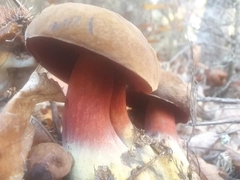 Rubroboletus rhodoxanthus