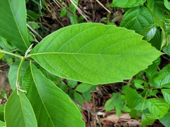 Cordia toqueve