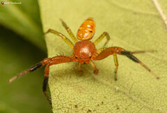 Synema decens