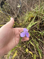 Tradescantia ohiensis