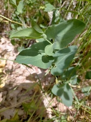 Aristolochia paucinervis