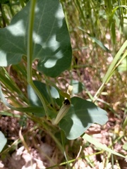Aristolochia paucinervis