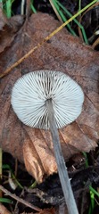 Mycena galopus
