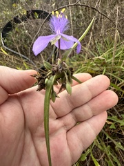 Tradescantia ohiensis
