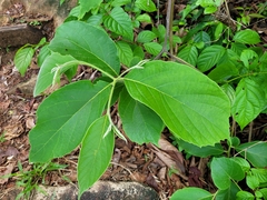 Cordia toqueve