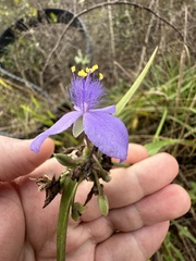 Tradescantia ohiensis