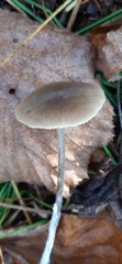 Mycena galopus