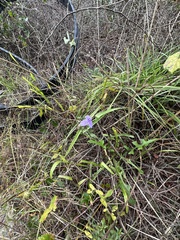 Tradescantia ohiensis