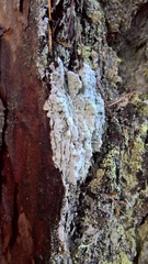 Varicellaria hemisphaerica