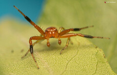 Synema decens