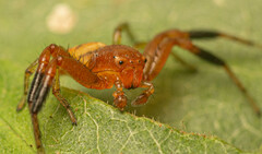Synema decens