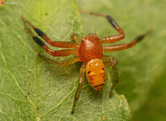 Synema decens