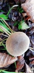 Mycena galopus