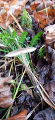 Mycena galopus