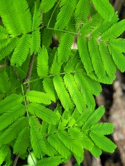 Chloroleucon acacioides