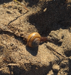 Helminthoglypta