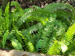 Nephrolepis exaltata