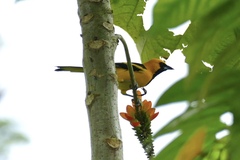 Icterus mesomelas