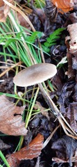 Mycena galopus