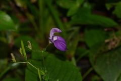 Brillantaisia