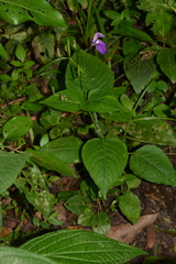 Brillantaisia