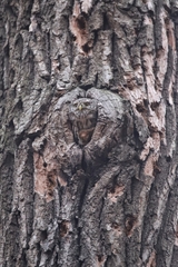 Glaucidium passerinum