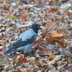 Corvus cornix