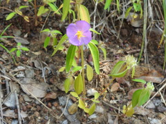 Heterotis rotundifolia