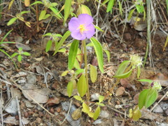Heterotis rotundifolia