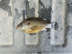 Lepomis gulosus