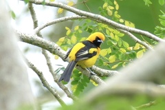 Icterus mesomelas