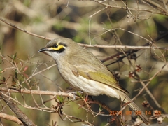 Yellow-Faced Honeyeater photo 5