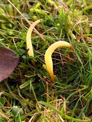 Clavaria flavipes